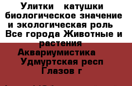 Улитки – катушки: биологическое значение и экологическая роль - Все города Животные и растения » Аквариумистика   . Удмуртская респ.,Глазов г.